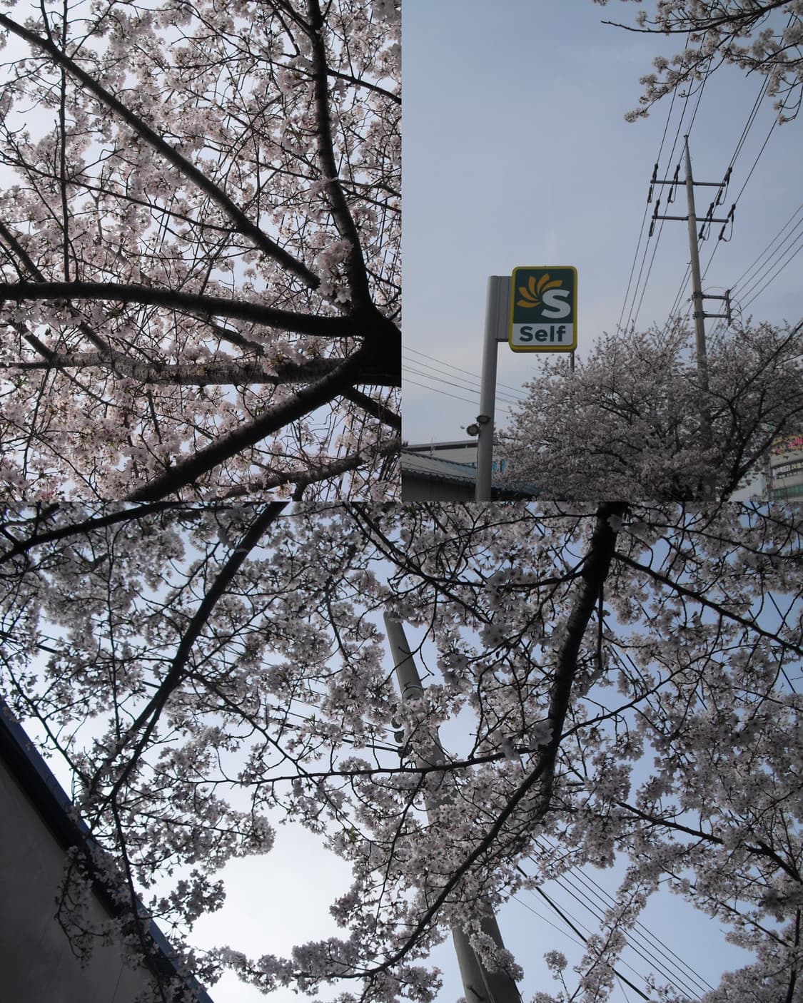 작례O) 핑크 카시오 엑슬림 ex-Z1 빈티지 카메라 상품이미지10