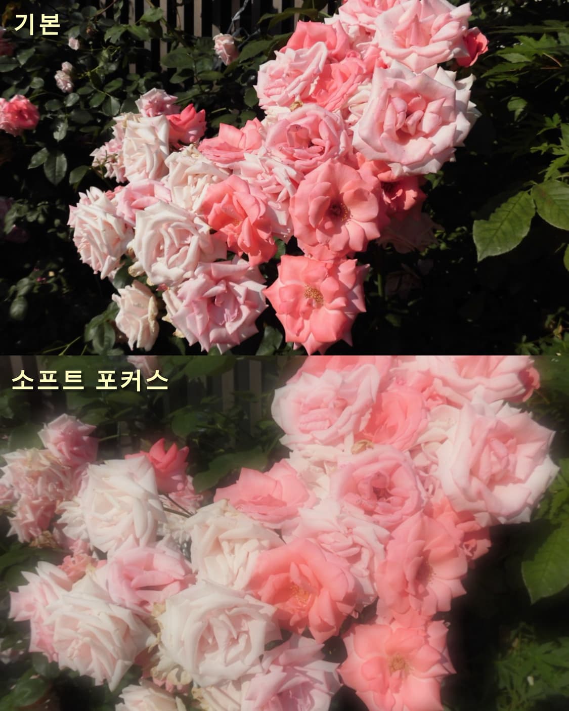 소프트포커스) 카시오 Ex-zs240 빈티지 디카💖✨ 상품이미지2