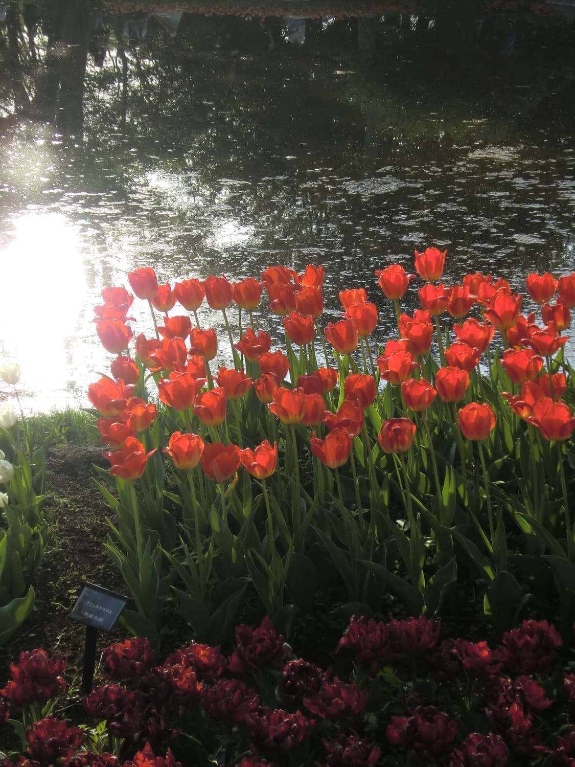 (로제, 모카, 아일릿) 카시오 엑슬림 z2000 핑크 상품이미지6