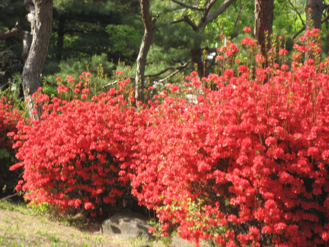 캐논 익시 IXY 70(익서스IXUS 60) 상품이미지8