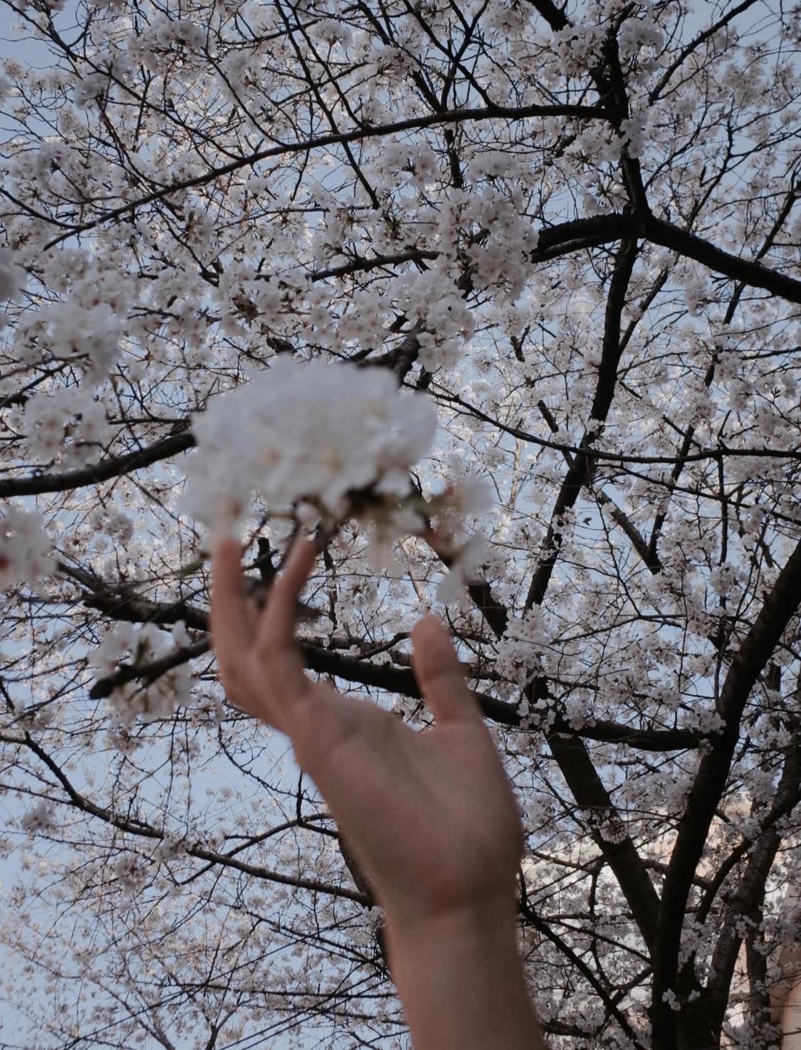 캐논 익서스 850 CANON IXUS 850 빈티지 디지털카메라 디카 상품이미지5