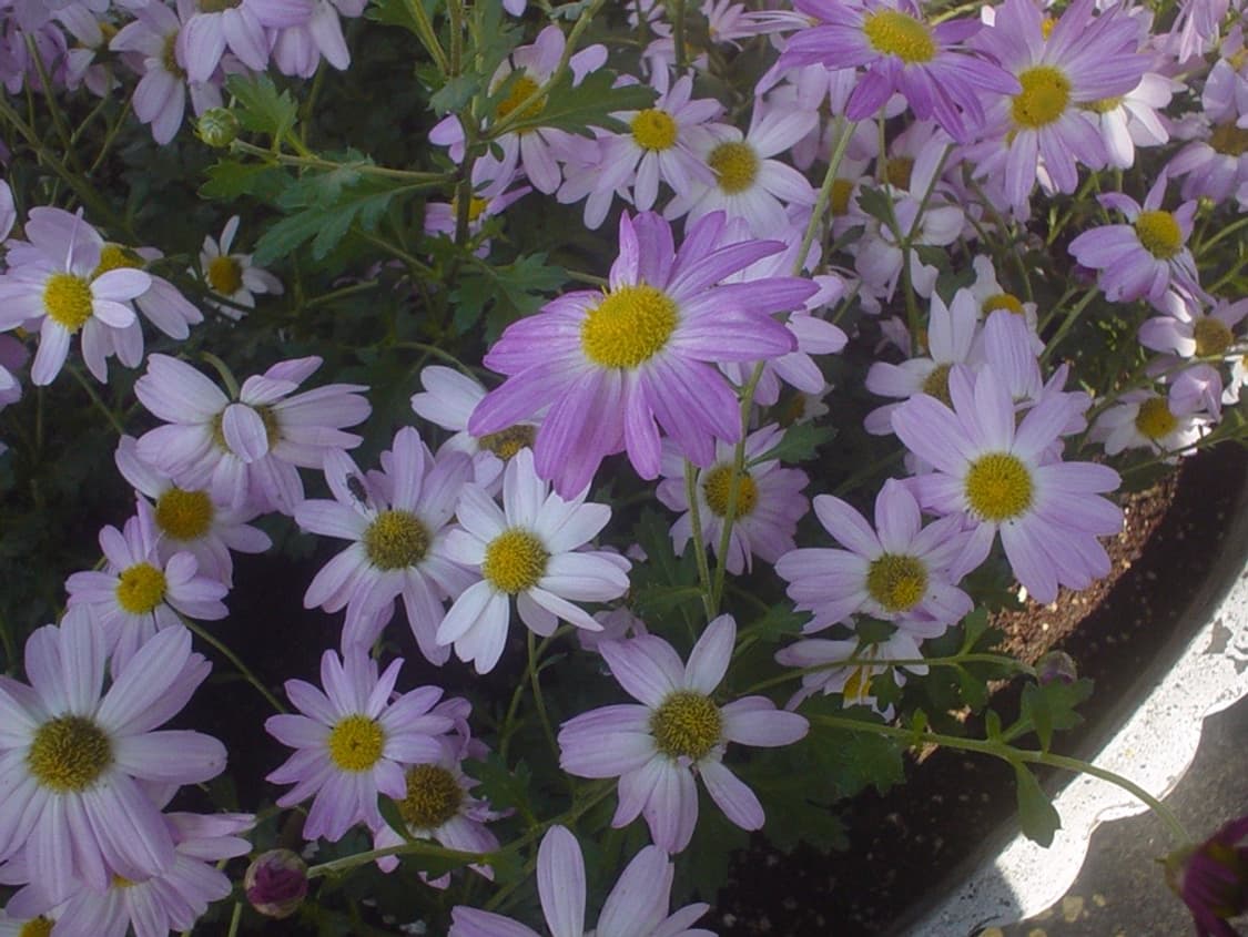 소니 사이버샷 dsc-p31 상품이미지5