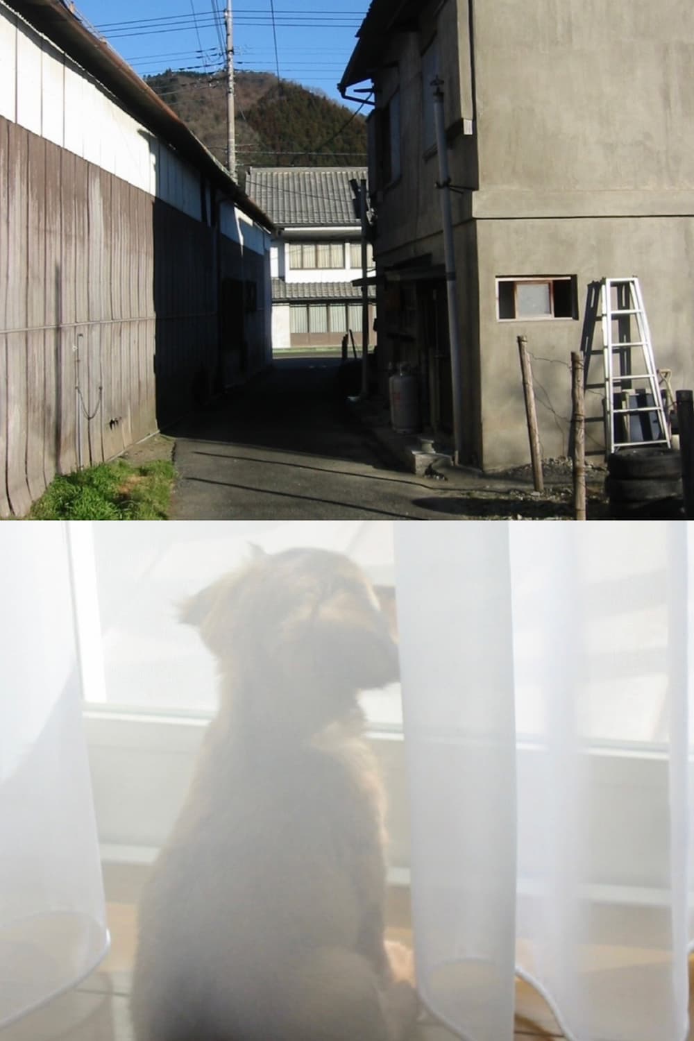 작례🫧𖠳ᐝ캐논 CANON IXY DIGITAL 300(풀박스⛧) 상품이미지9