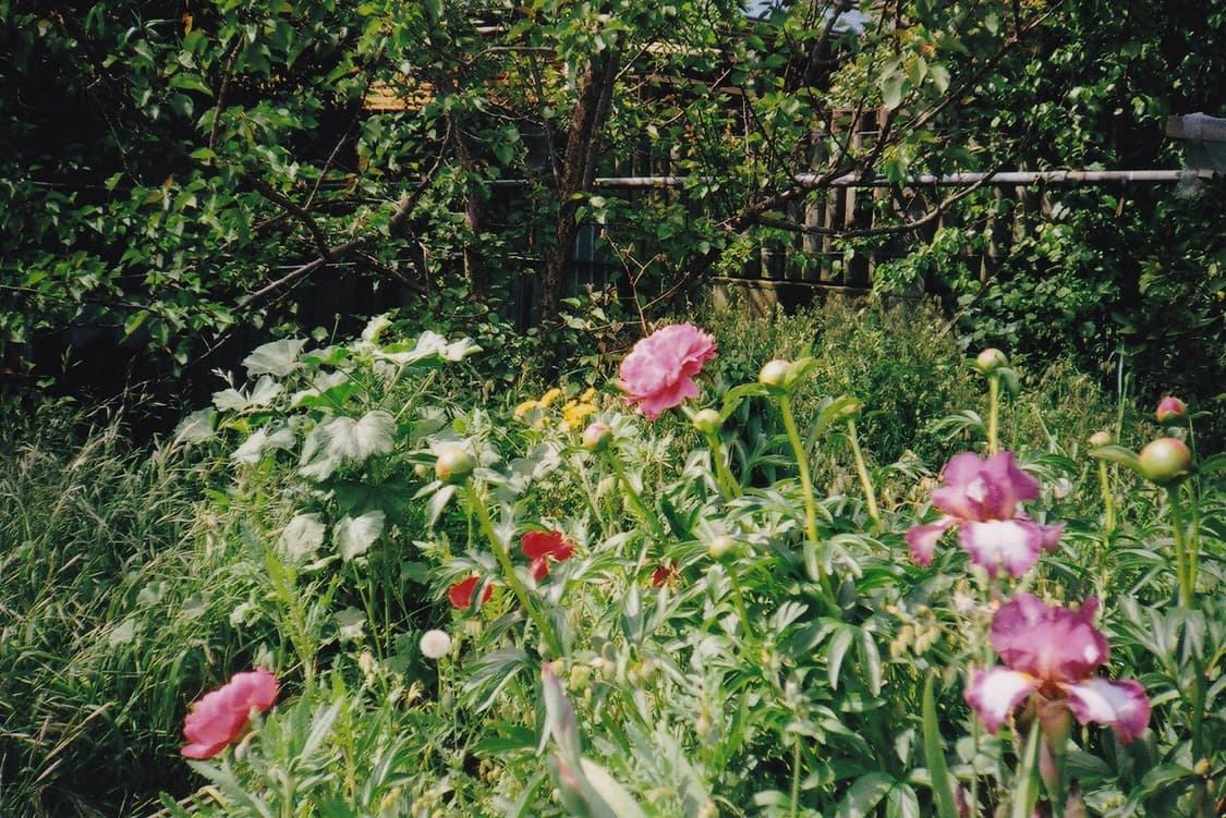 작례O 레트로 감성 올림푸스 trip s 필름카메라 빈티지 필카 상품이미지3