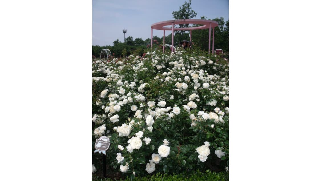 캐논 익서스 ixus 105 (수리 필요) 상품이미지6