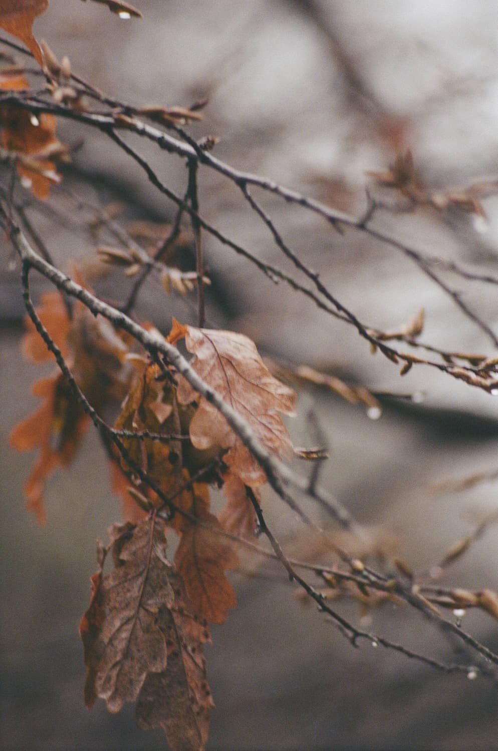 작례 최고급형 Z의 시작 마미야 ze + 1:2 50mm 필름카메라 빈티 상품이미지5