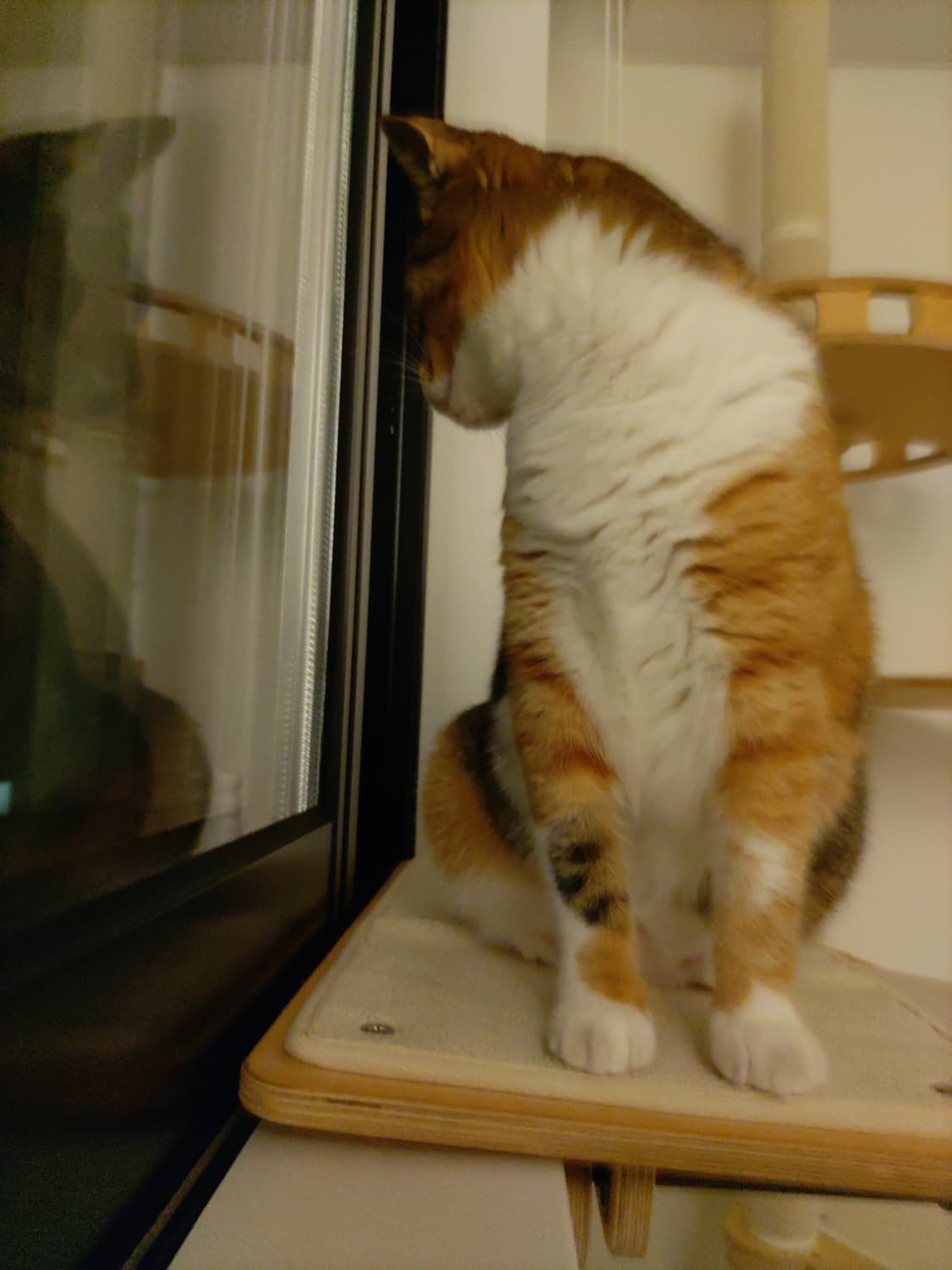 발뮤다폰 화이트 상품이미지3