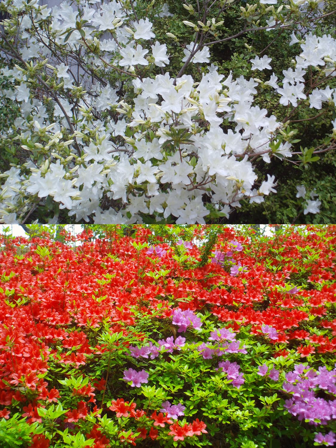 🎀소니 블로기 mhs pm5 핑크🎀 상품이미지6