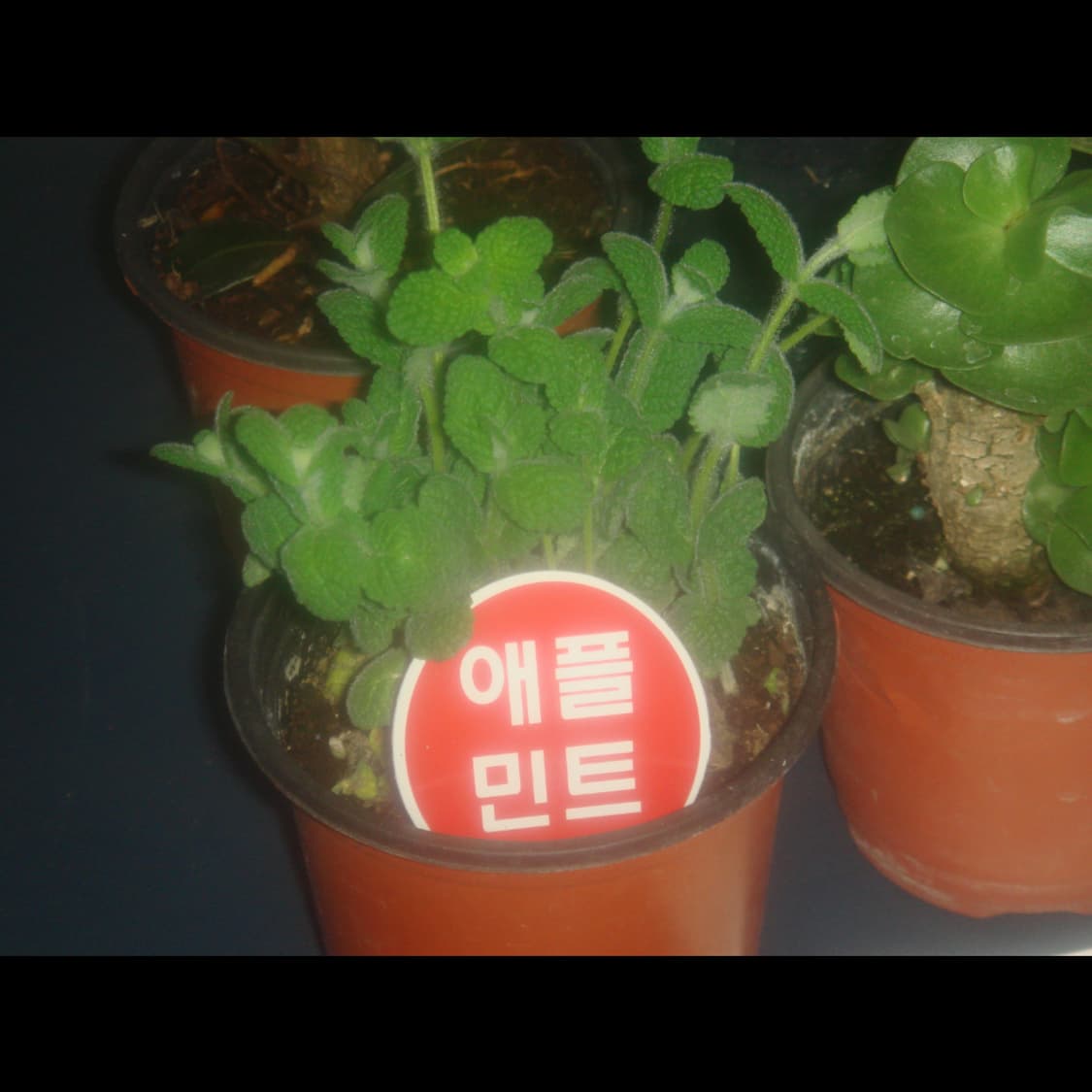 작례⭕️ 소니 사이버샷 DSC-T50 상품이미지2