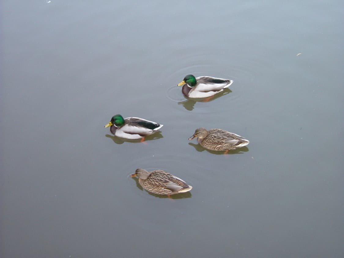 후지필름 파인픽스 FUJIFILM FinePix A310 실버 상품이미지3