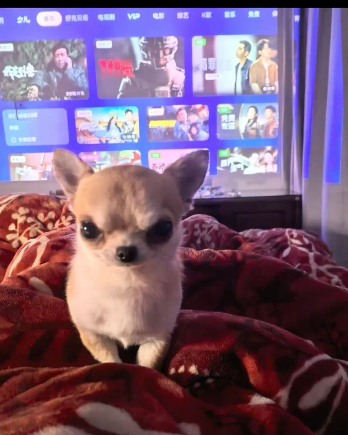 코스프레) 종말의 세라프 쿠루루 체페시 상품이미지2