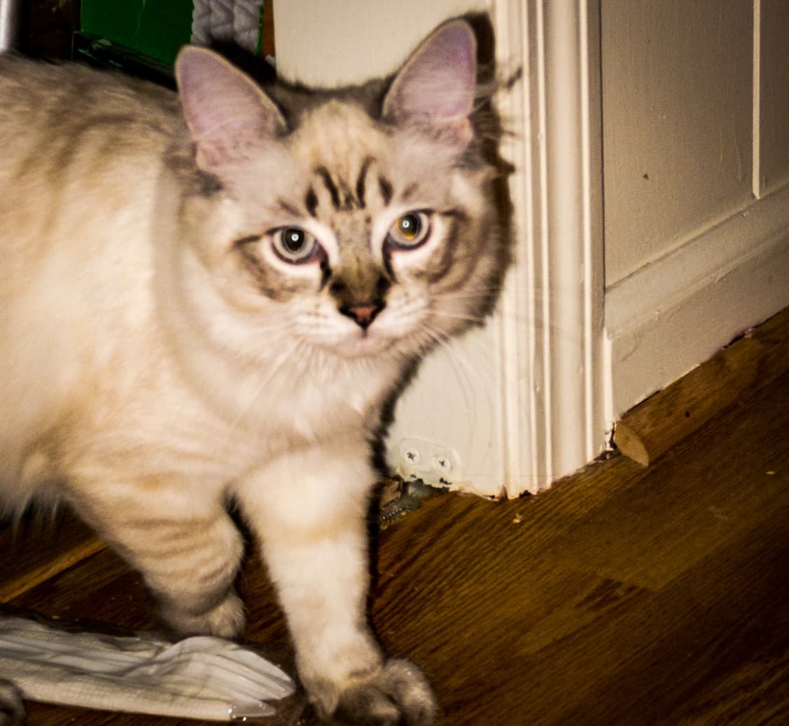 펜탁스 옵티오 PENTAX Optio S60 실버 상품이미지5