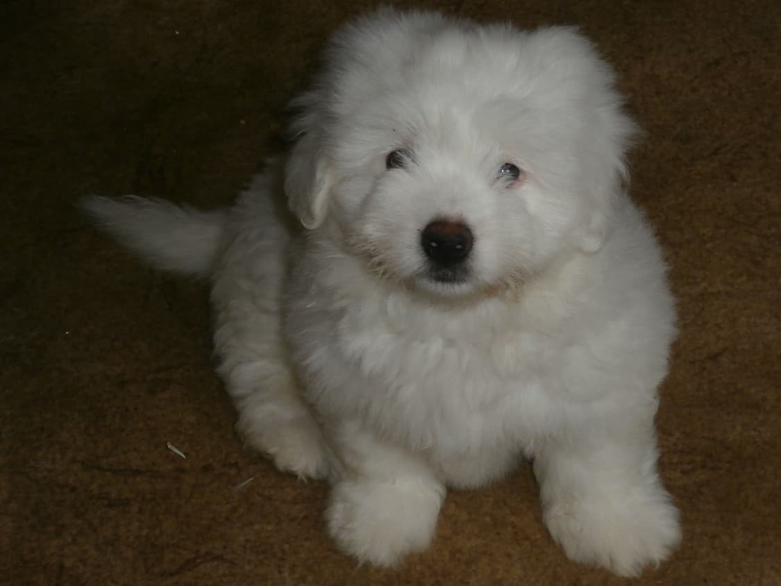 (슈퍼줌/한국어⭐️) 올림푸스 Olympus VR-360  상품이미지10