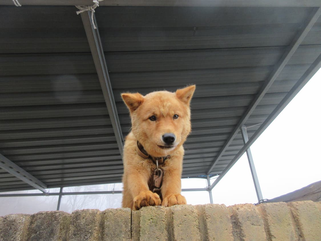 Nikon Coolpix S6100 디카 상품이미지2