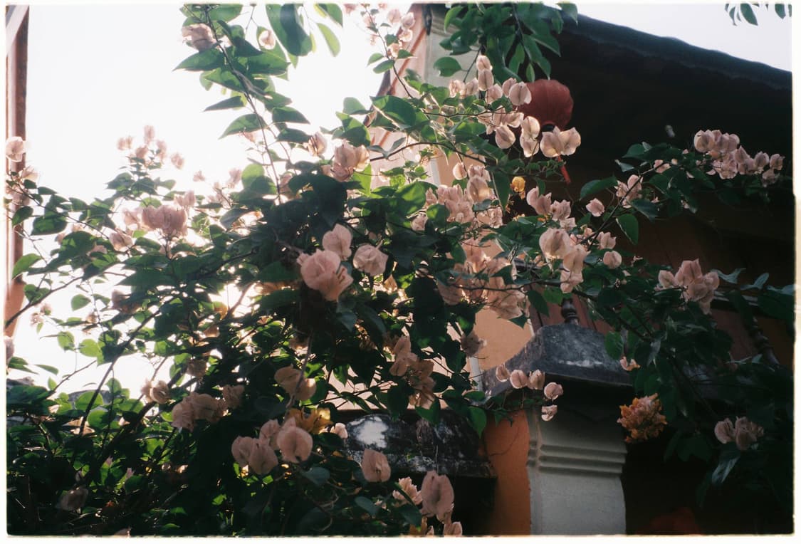 작례O 극휘귀 동원 dp2000 필름카메라 빈티지 필카 상품이미지2