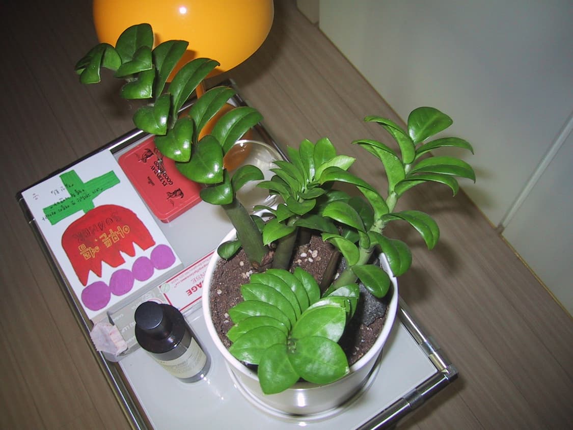 초창기 희귀템) CANON ixy Digital 2000 빈티지 디카 상품이미지7