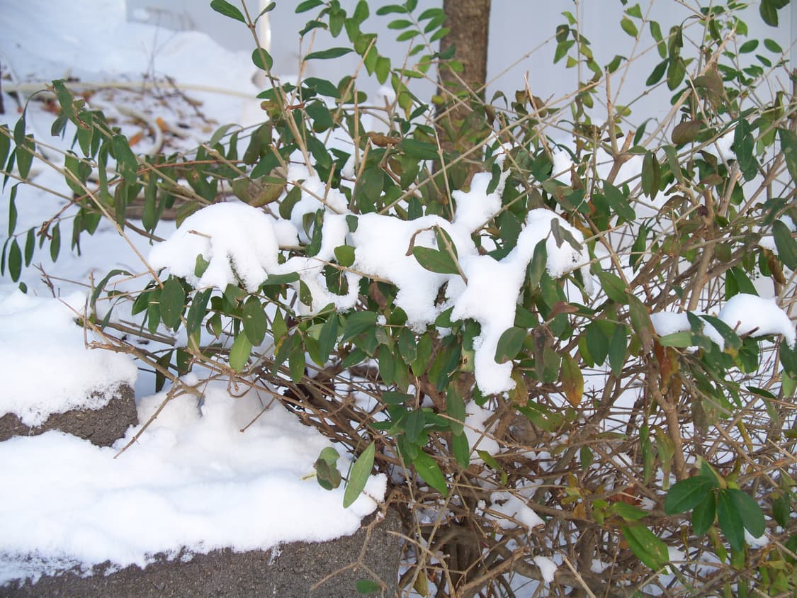 (작례 O) 코닥 이지쉐어 z1285 디지털카메라 디카 상품이미지8