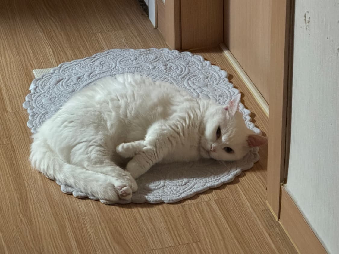 고양이 팝니다 상품이미지2