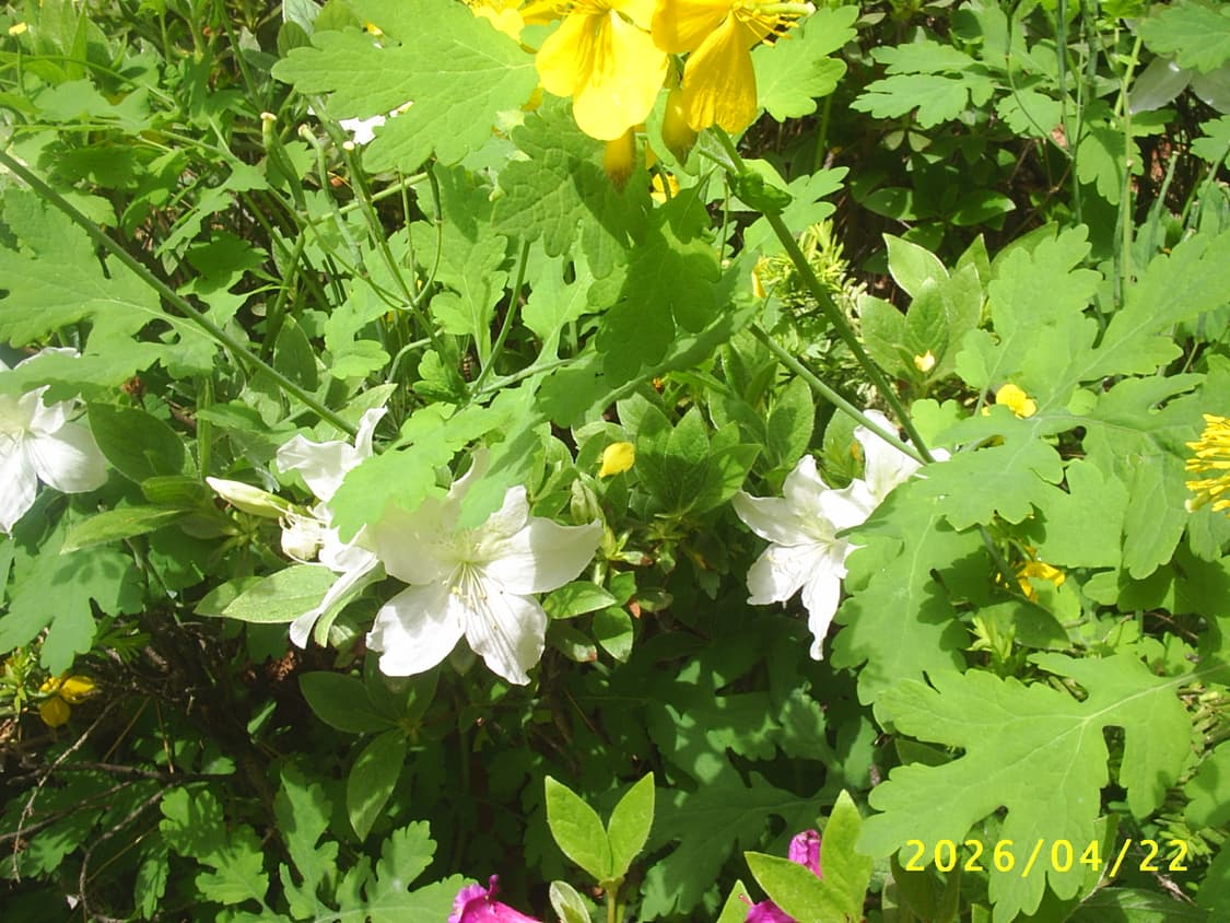 삼성 케녹스 digimax 301 디카 상품이미지5