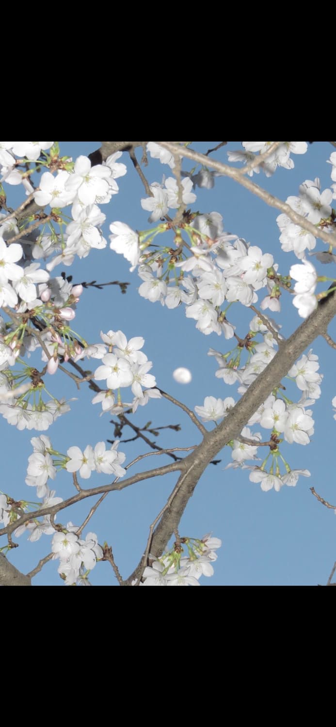 A급컨디션) 캐논 익서스 70 CANON IXUS 70 빈티지 디카 상품이미지5