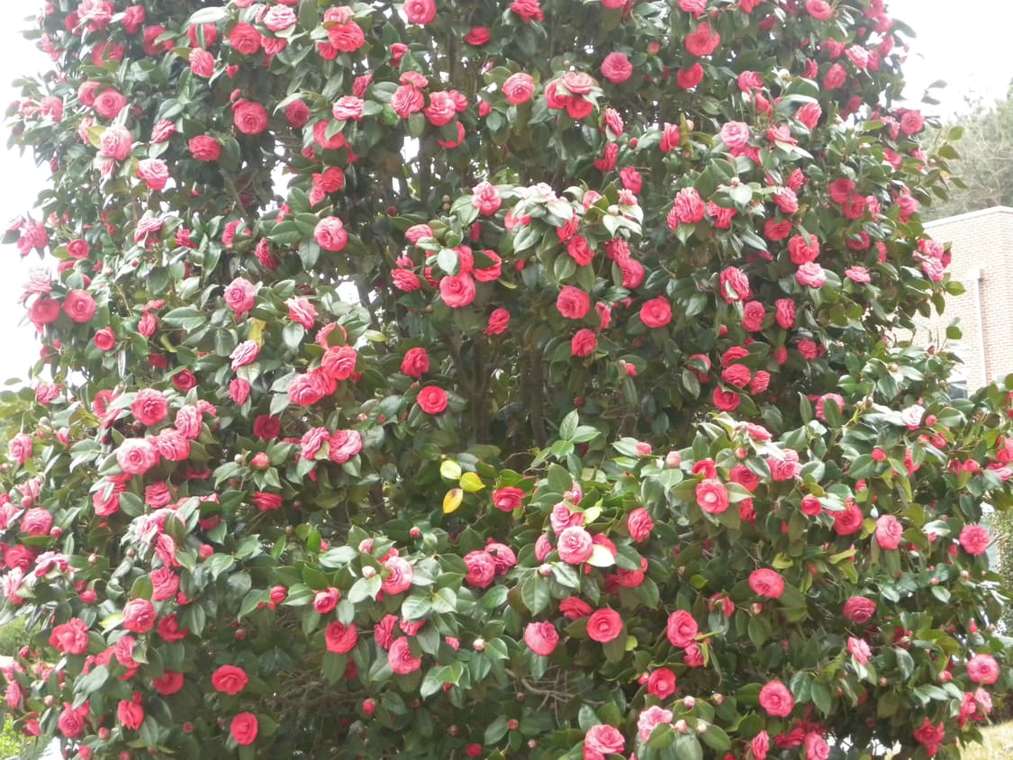 작례 O) 니콘 쿨픽스 p6000 빈티지 디카 상품이미지8