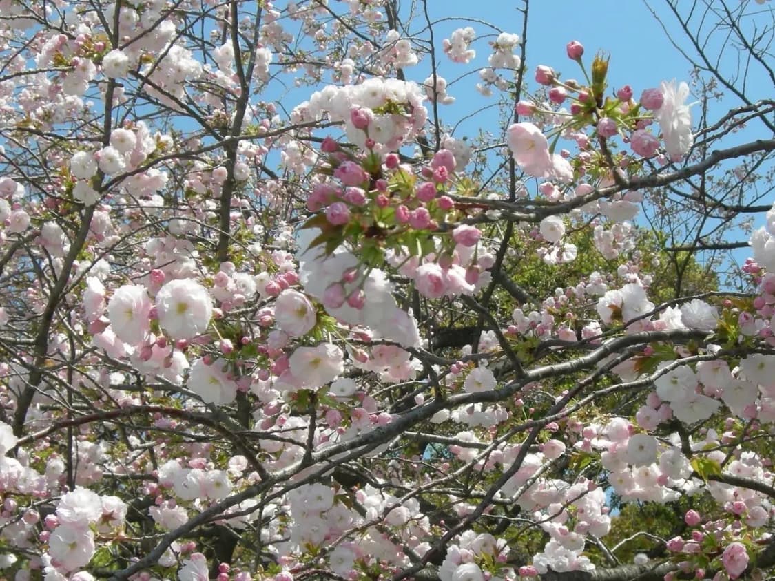 니콘 쿨픽스 p1,p2(nikon coolpix p1,p2) 상품이미지6