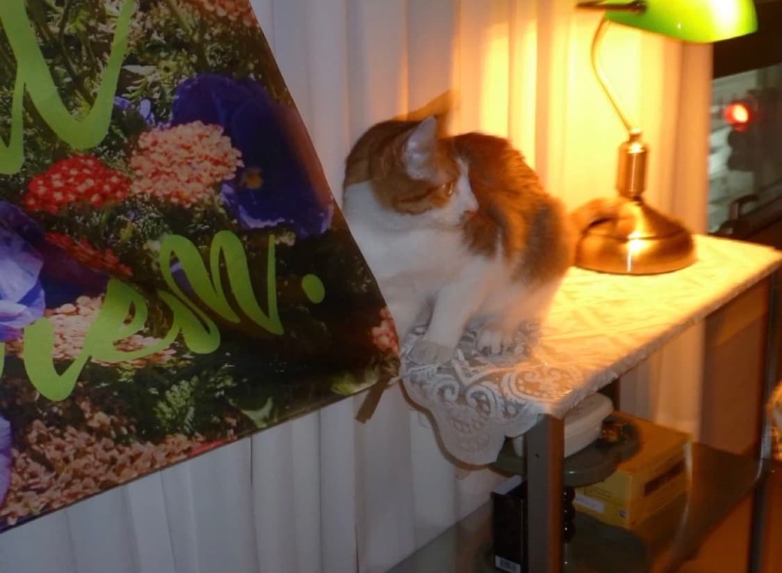 파나소닉 루믹스 DMC-FX65 블랙 카메라 상품이미지8