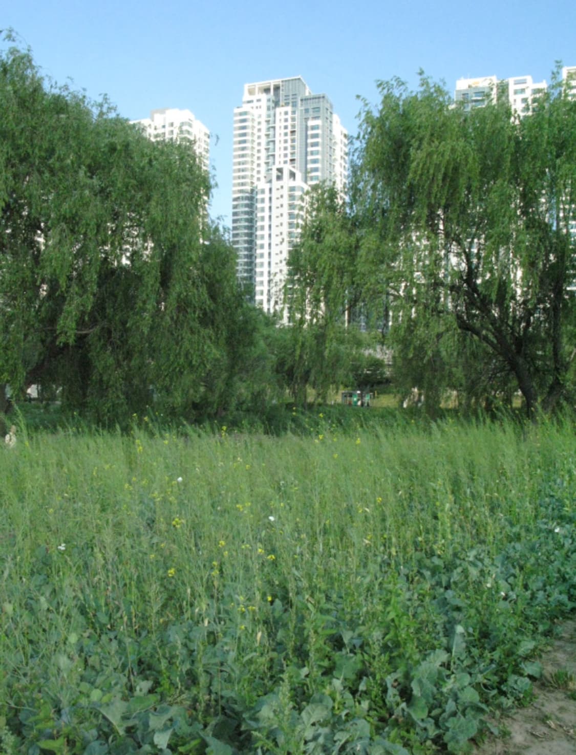 풀박 신품급 캐논 G7 빈티지 디지털 카메라 작례O  상품이미지9