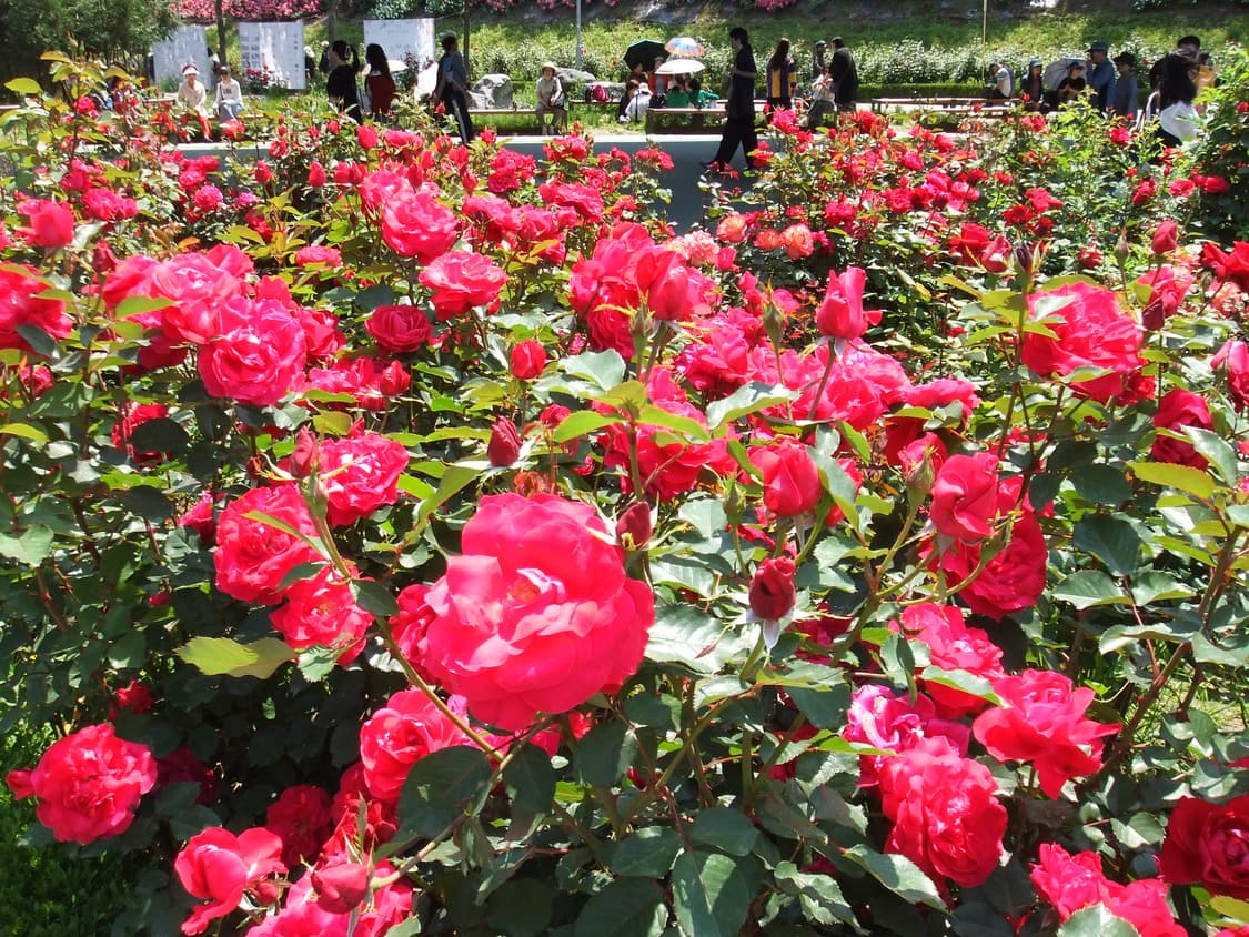 (실버,작례o) 카시오 Casio 엑슬림 ex z550 차정원디카 상품이미지5