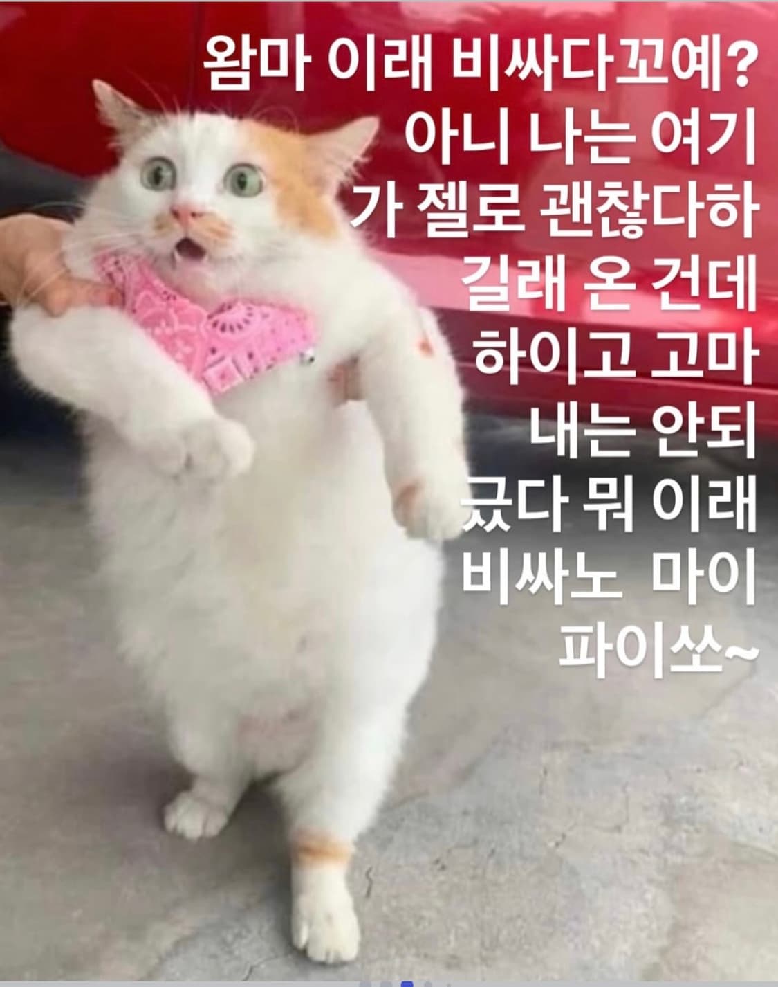 💥💥전품목 20%SALE💥💥 상품이미지1