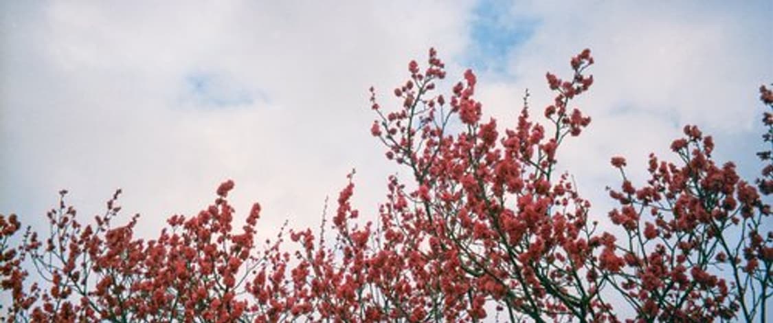 펜탁스 IQ 줌 105G 필름 카메라 (빈티지 카메라) 상품이미지6