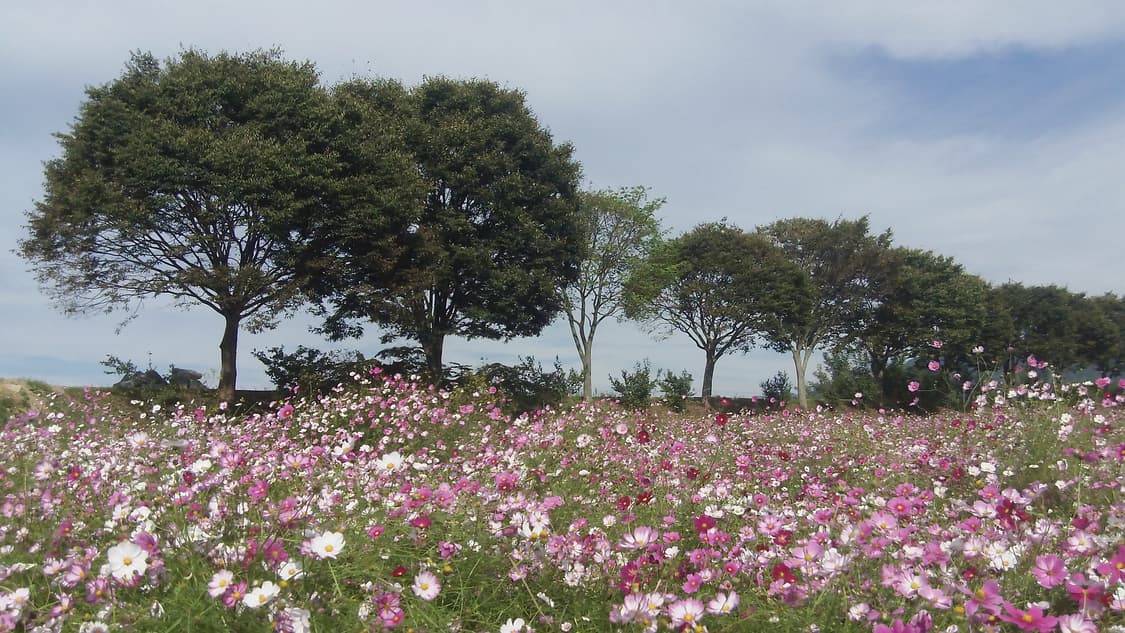 코닥 ZI8 캠코더 카메라 빈티지카메라 빈티지캠코더 디카 상품이미지4