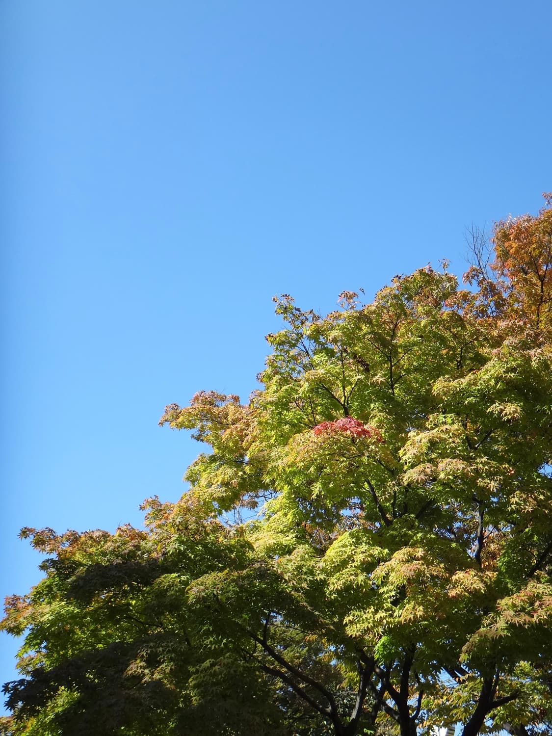 소니 디카 dsc-tx55 실버 !!! 상품이미지6