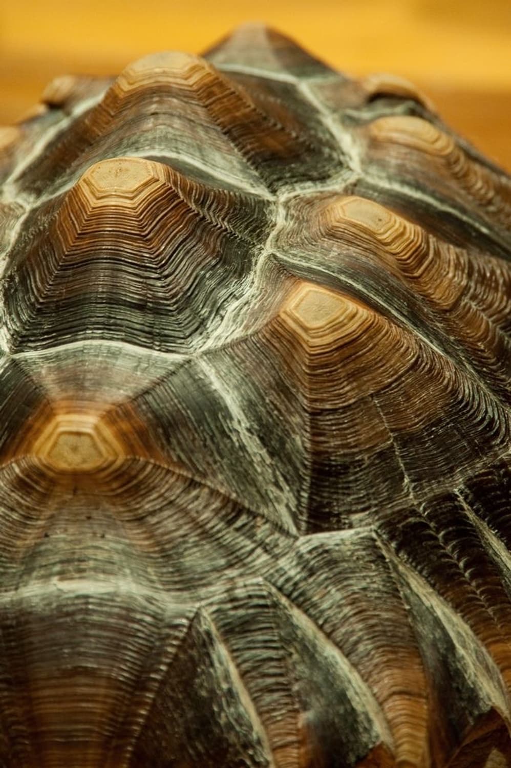 🐢애완거북 𝙋𝙚𝙩 𝙏𝙪𝙧𝙩𝙡𝙚  03 상품이미지6