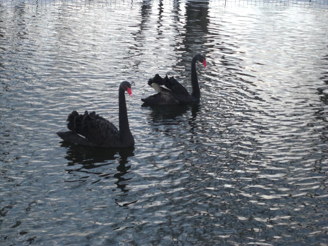 Casio exilim 카시오 엑슬림 ex-z1050 빈티지디카 디카 상품이미지3