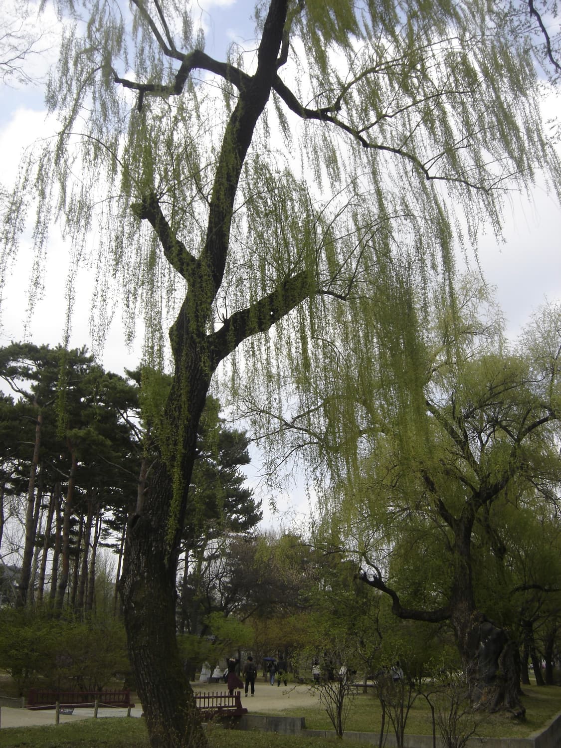 작례O) 소니 DSC-H50 디지털 카메라 상품이미지2