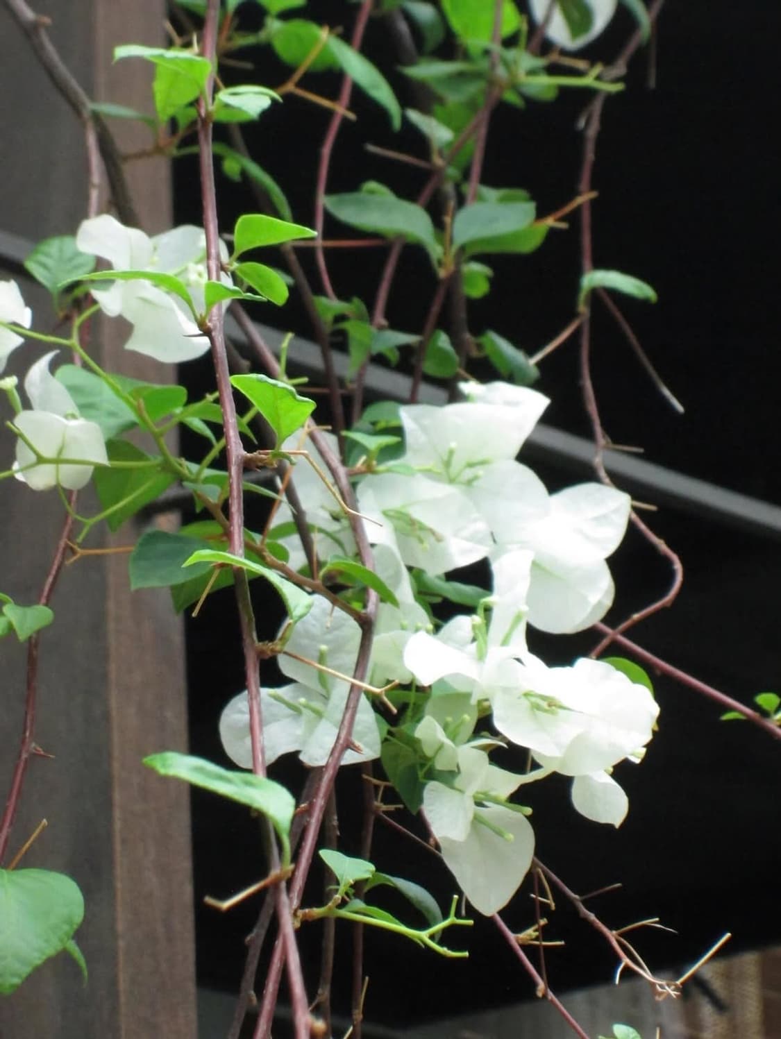 캐논 파워샷 A2300 canon powershot A2300 상품이미지2