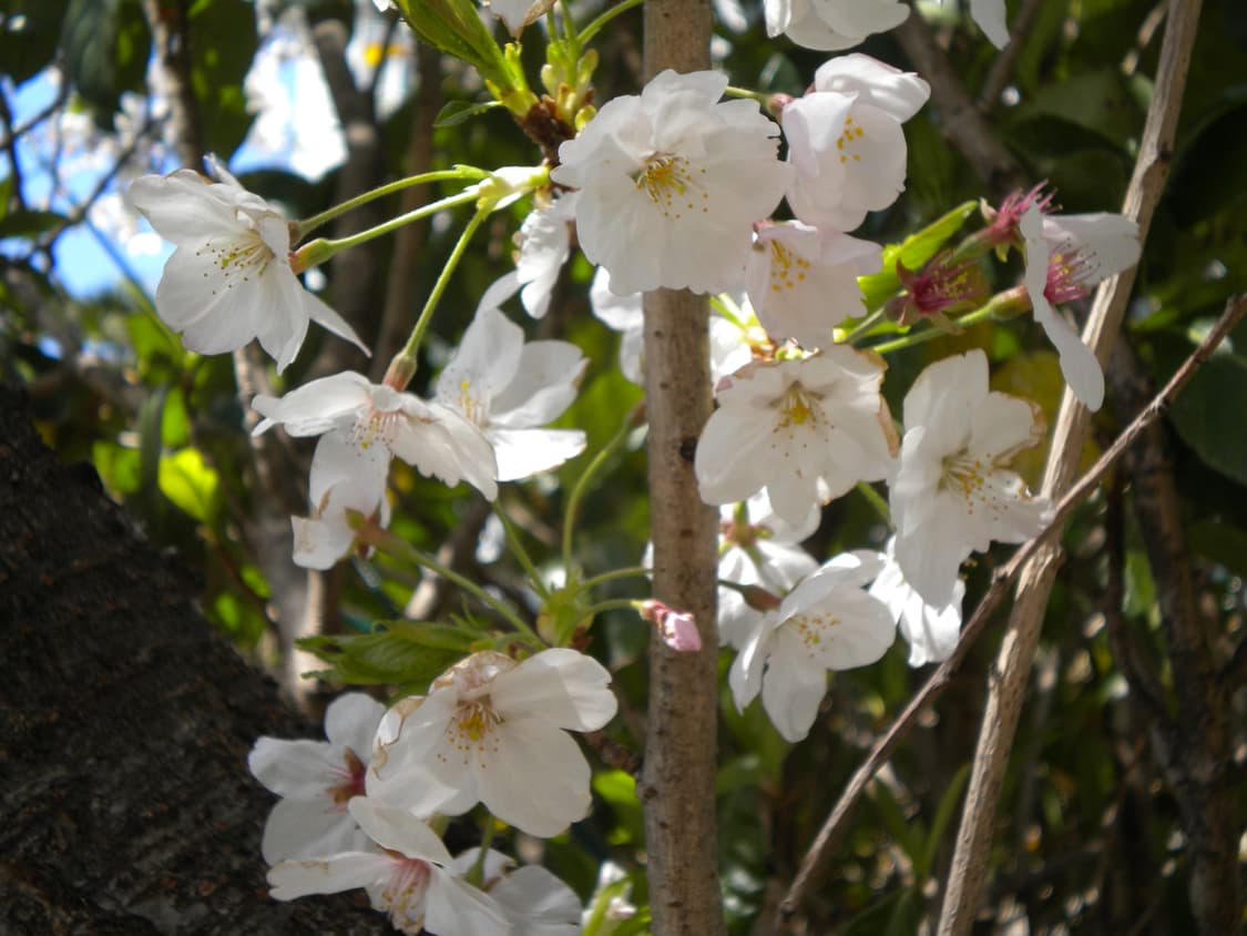 니콘 쿨픽스 s230 예약중입니다 상품이미지7