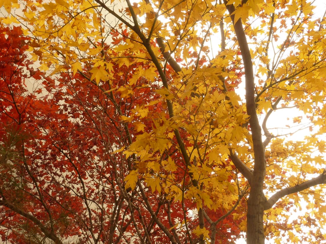 후지 파인픽스 Z900EXR 디카 (작례O) 상품이미지9