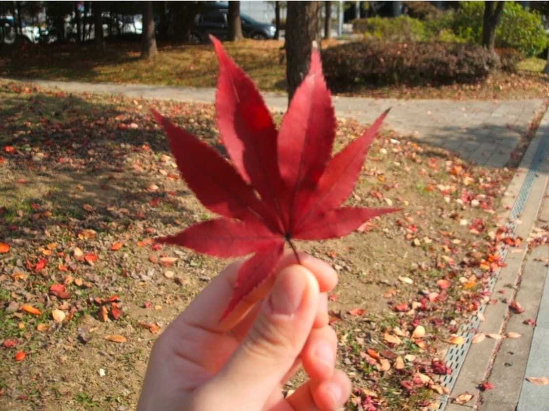 후지필름 파인픽스 F440 판매[작례O/교환] 상품이미지3