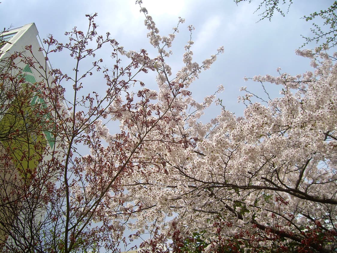 (작례🌸)Pentax Optio S7 디카 상품이미지4