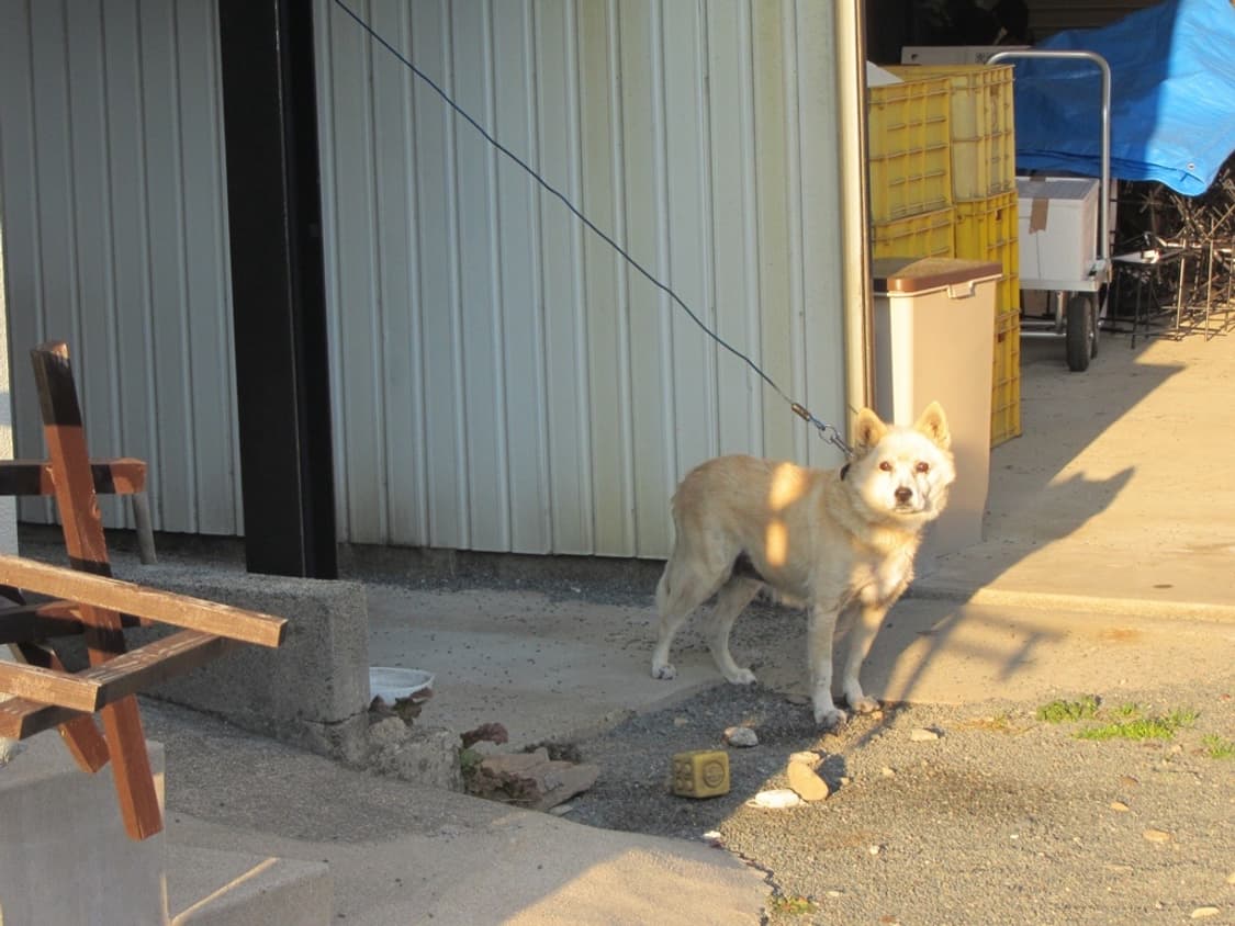 캐논 익서스 Canon IXUS 1000 HS 실버 상품이미지10