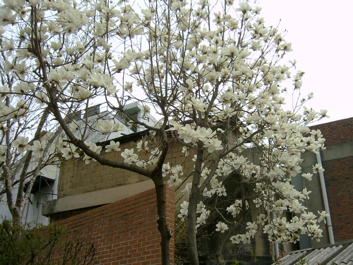 작례 O 삼성 케녹스 V3 Samsung 빈티지 카메라 상품이미지8