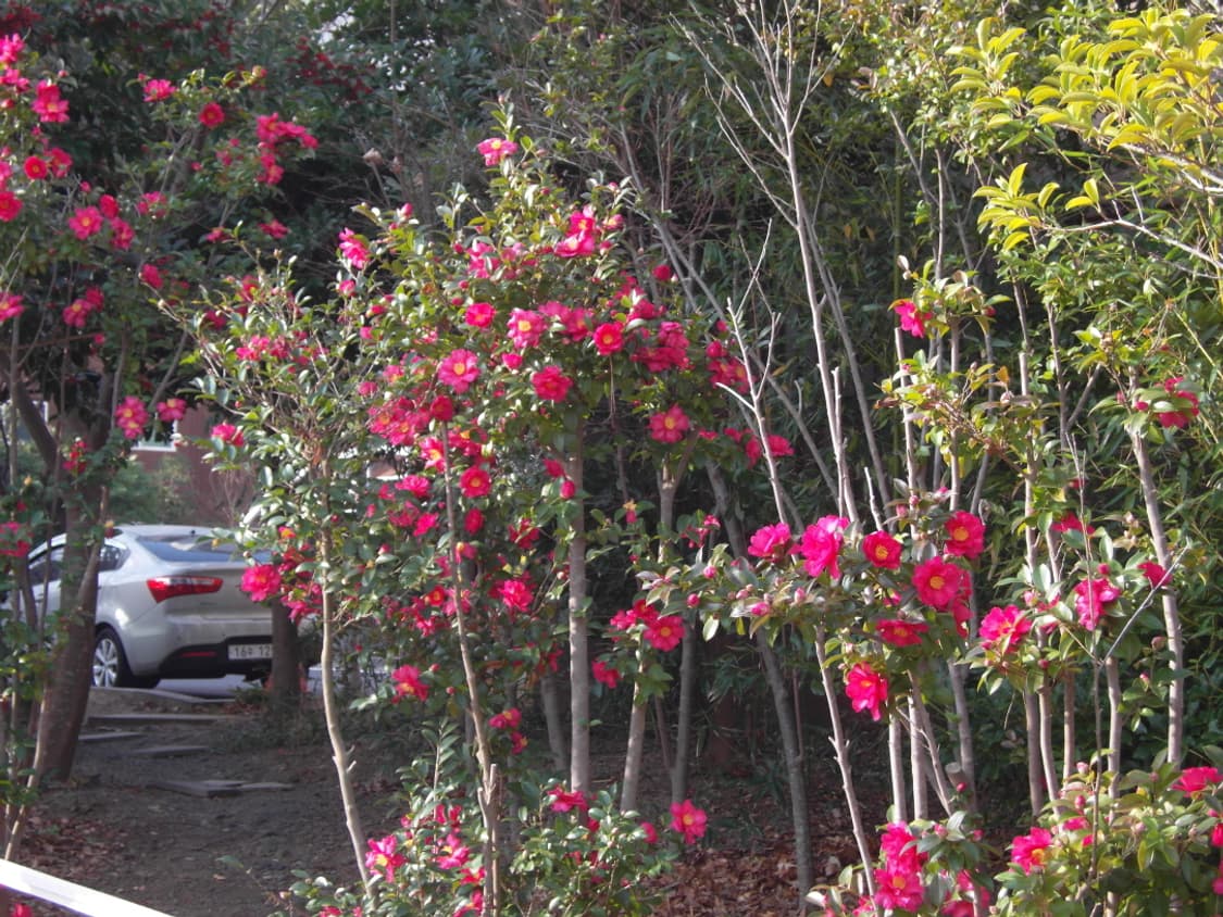 삼성 nv100hd 빈티지디카 상품이미지9