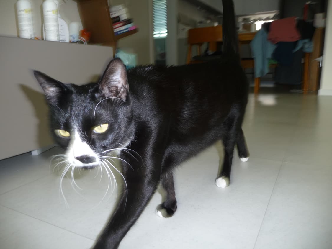 가격 내림 X) 루믹스 파나소닉 DMC-TZ5 상품이미지9