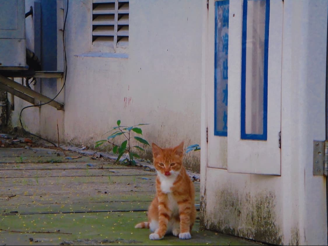 (영화색감!🫧) 카시오 엑슬림 V8 | Casio Exilim V7 상품이미지5