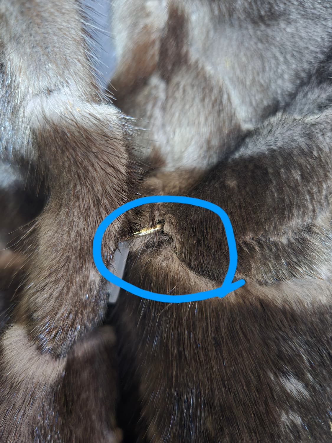 macaw마코 밍크 자켓 100 상품이미지8