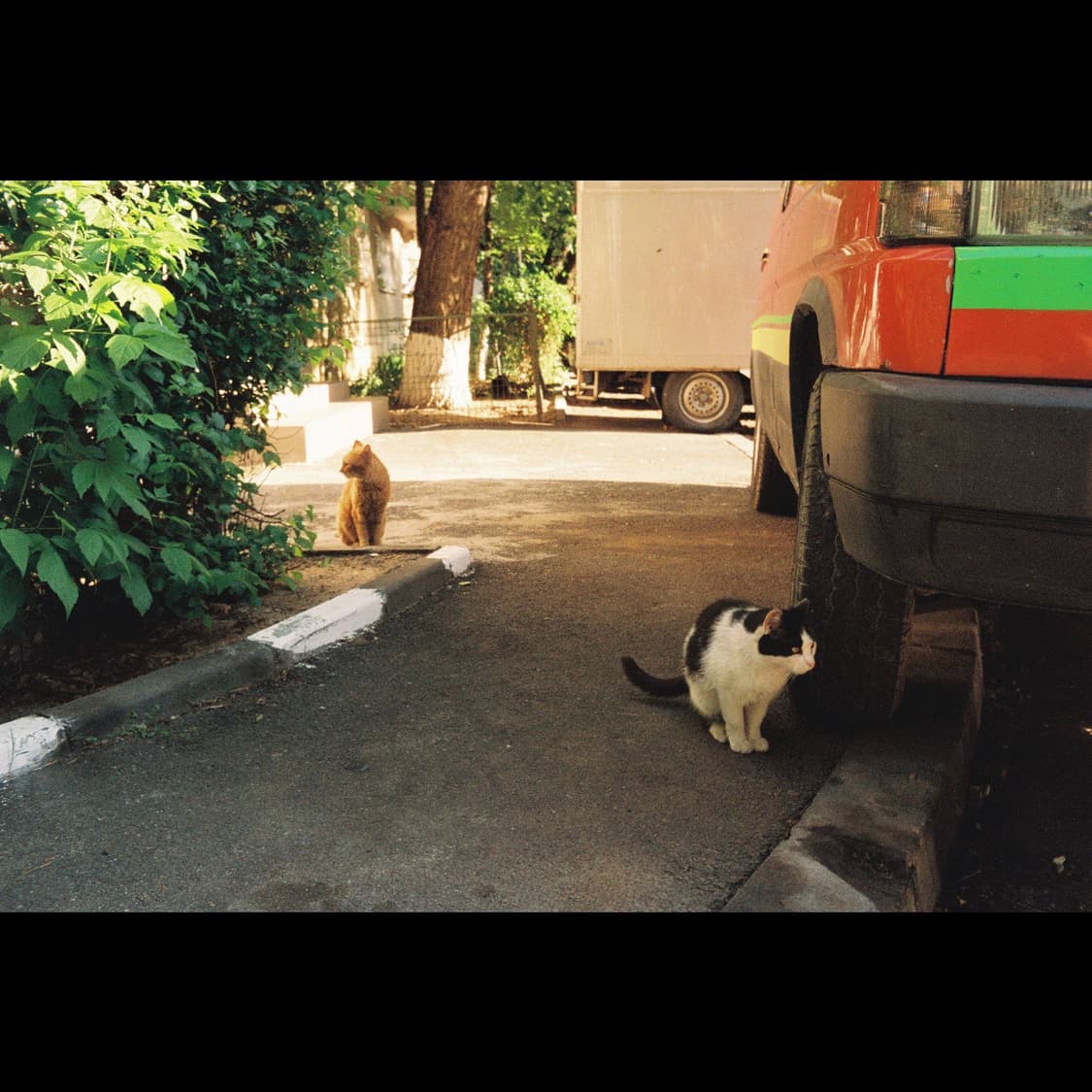 귀여운 필름카메라 치논 벨라미 (작례 0 보증 6개월) 상품이미지5