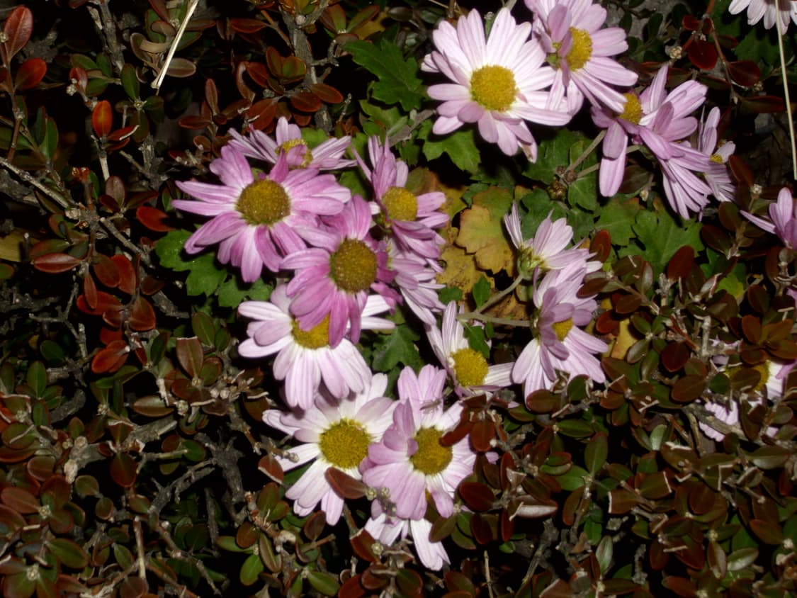 작례) Agfaphoto dc-1030p 아그파포토 아그파 빈티지 디카 상품이미지9