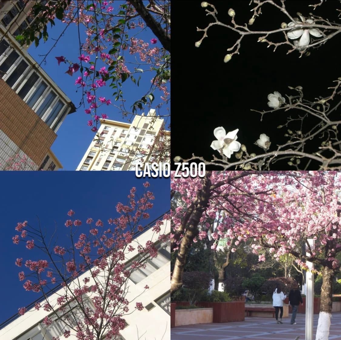 작례⭕️ 카시오 EX-Z500 실버 Casio 디카 카메라 상품이미지2